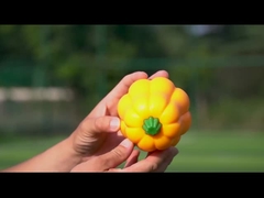 Το TPR Pumpkin Ball Shake κάνει το γέλιο να ακούγεται Διαδραστικό παιχνίδι σκύλου για κτηνοτροφία και εκπαίδευση