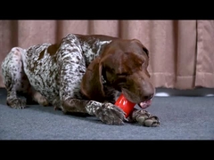 Σφυρίζοντα σκυλιά σκυλί τσιμπάνε παιχνίδια Δυνατά και ανθεκτικά για επιθετικούς τσιμπήτες Μοντέρνο στυλ